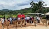 Xã Kim Sơn: Bàn giao bò cái sinh sản hỗ trợ sinh kế cho hộ nghèo, hộ cận nghèo năm 2026